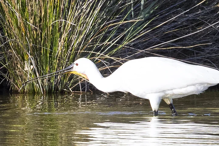 Bassin d'Arcachon - La Spatule Blanche - Photo n°4