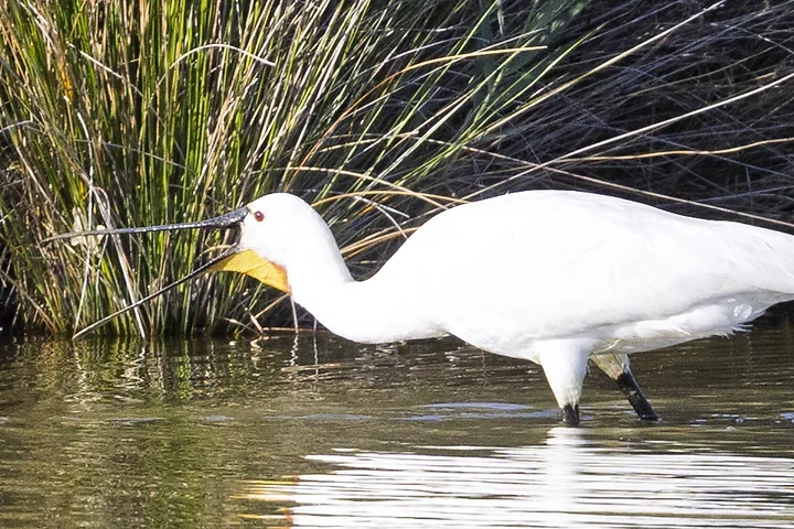 Bassin d'Arcachon - La Spatule Blanche - Photo n°6