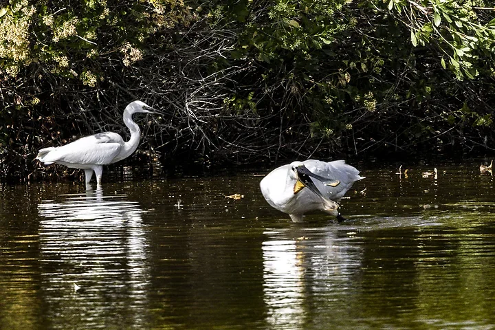 Bassin d'Arcachon - La Spatule Blanche - Photo n°7