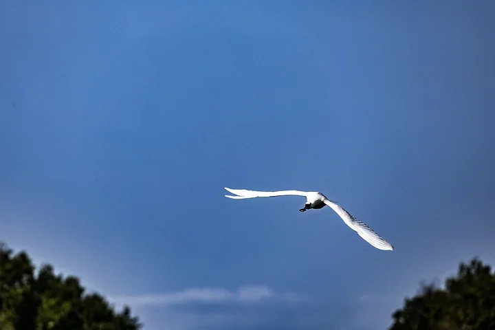 Bassin d'Arcachon - La Spatule Blanche - Photo n°9
