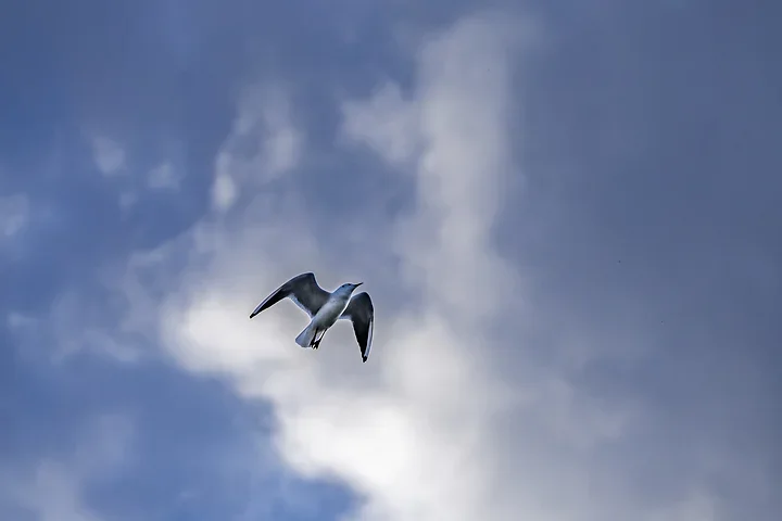Bassin d'Arcachon - La mouette rieuse - Photo n°1
