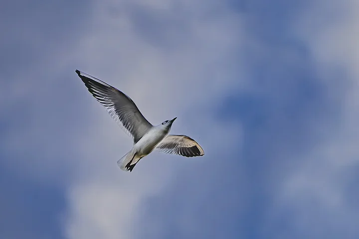 Bassin d'Arcachon - La mouette rieuse - Photo n°2