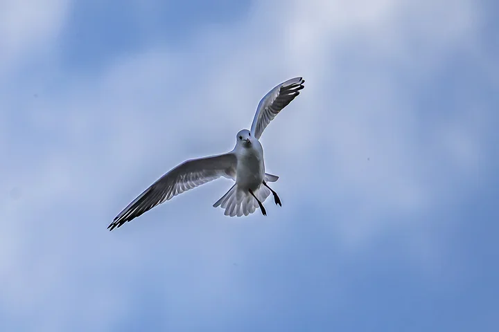 Bassin d'Arcachon - La mouette rieuse - Photo n°4
