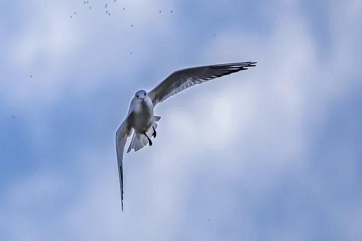 Bassin d'Arcachon - La mouette rieuse - Photo n°5