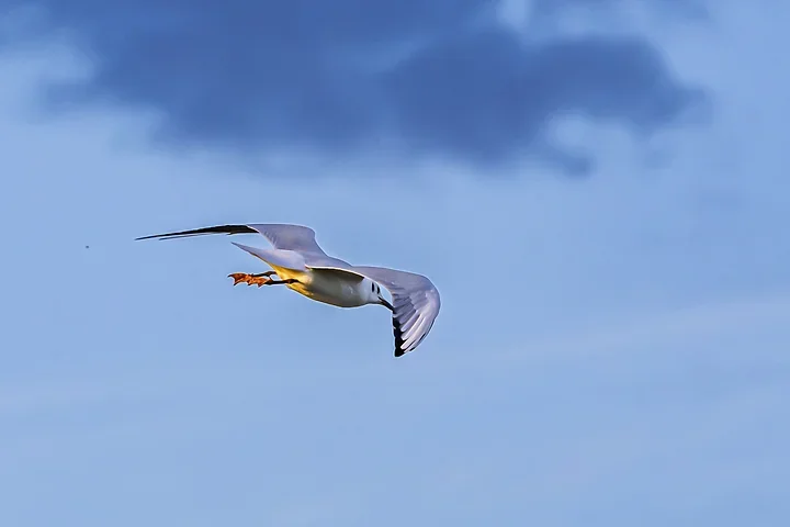 Bassin d'Arcachon - La mouette rieuse - Photo n°6