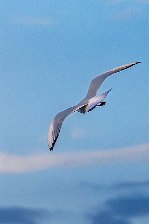 Bassin d'Arcachon - La mouette rieuse - Photo n°7