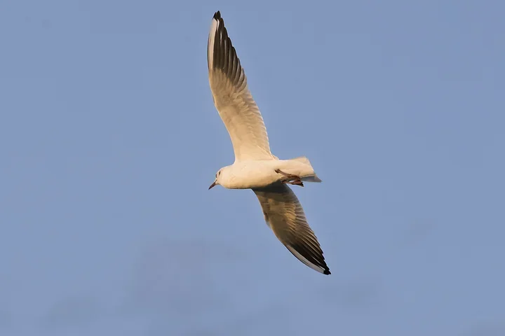 Bassin d'Arcachon - La mouette rieuse - Photo n°8
