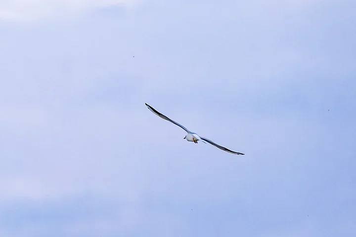 Bassin d'Arcachon - La mouette rieuse - Photo n°10