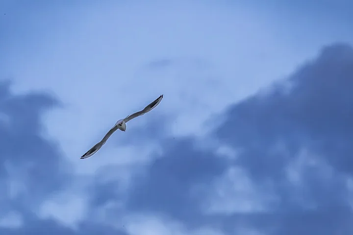 Bassin d'Arcachon - La mouette rieuse - Photo n°13