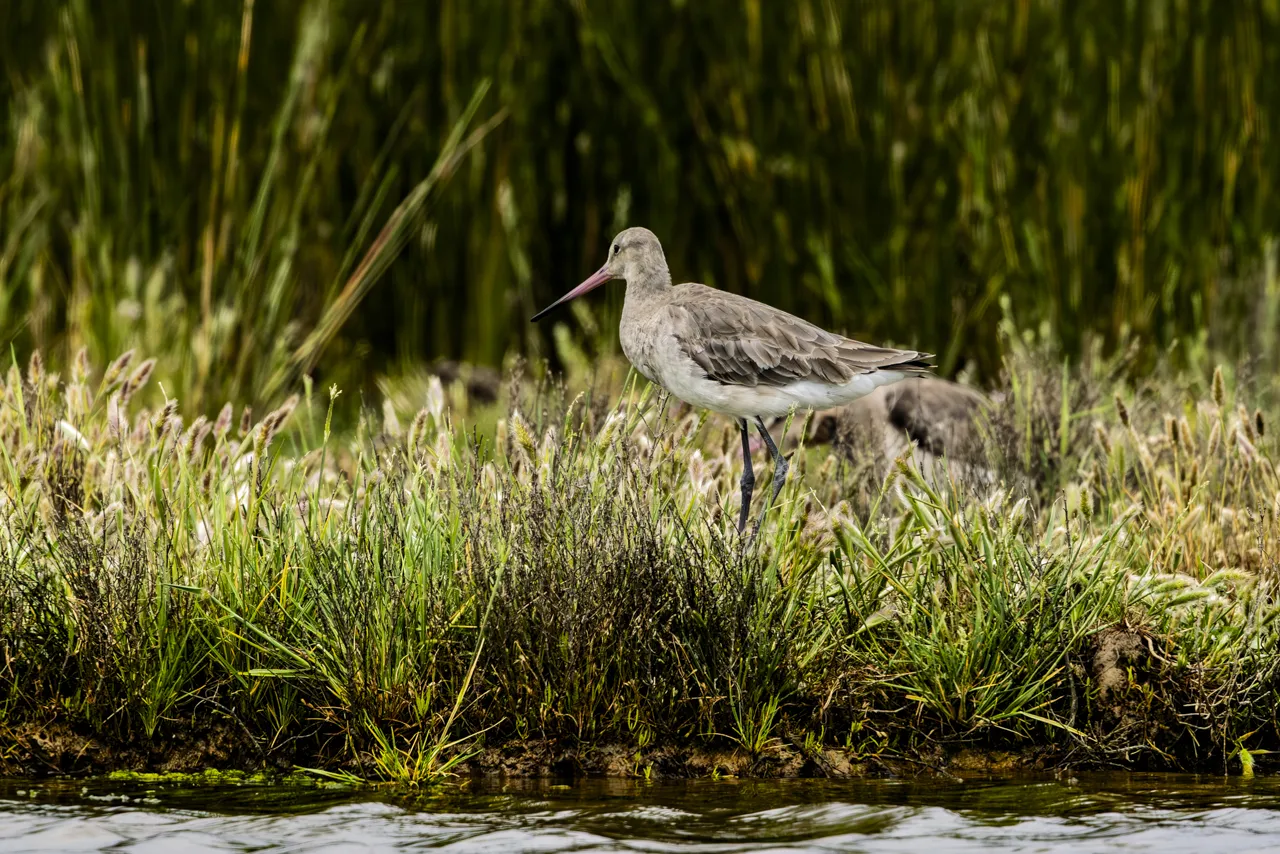 Les Oiseaux rencontr&eacute;s - Photo n°82