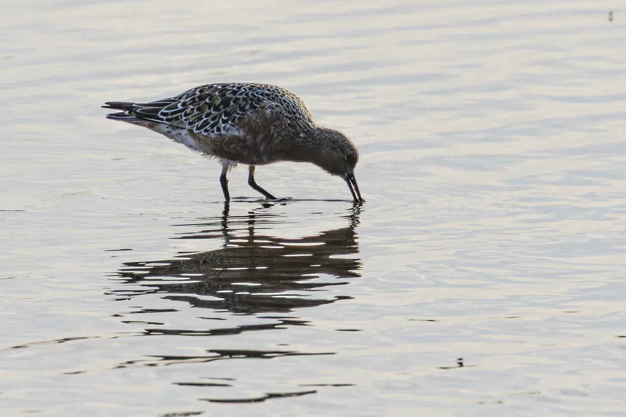 Les Oiseaux rencontr&eacute;s - Photo n°83
