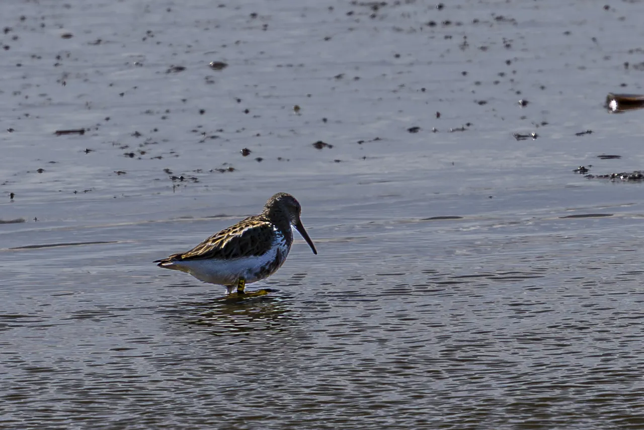Les Oiseaux rencontr&eacute;s - Photo n°84