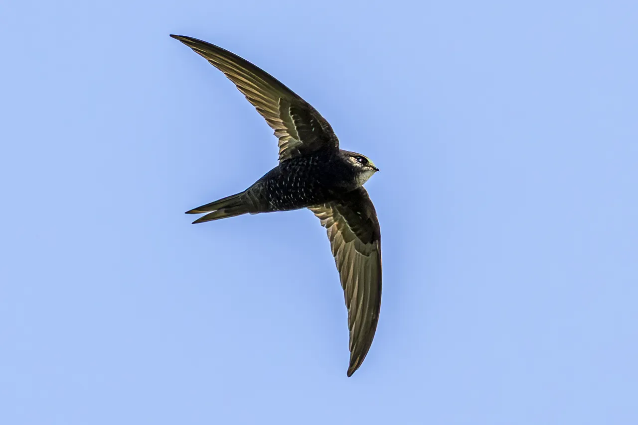 Les Oiseaux rencontr&eacute;s - Photo n°87