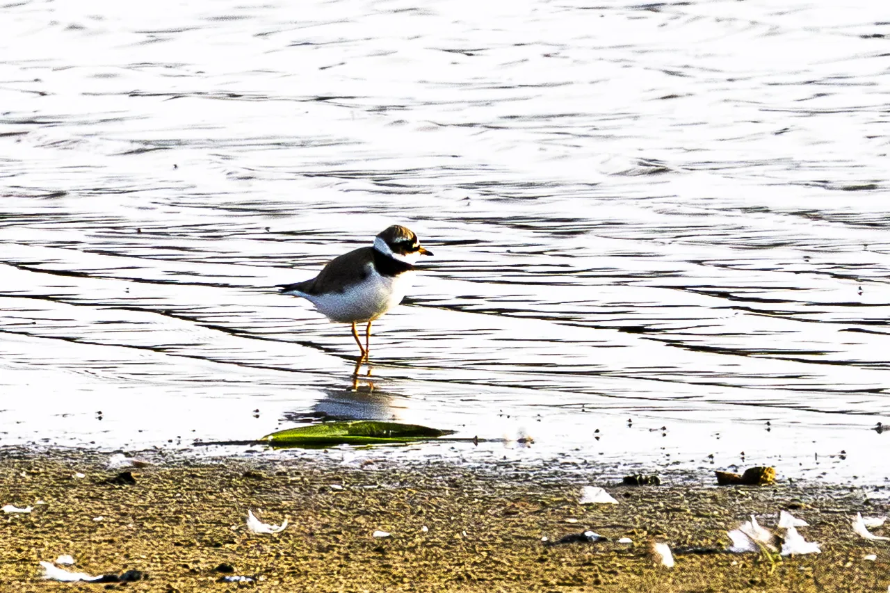 Les Oiseaux rencontr&eacute;s - Photo n°88