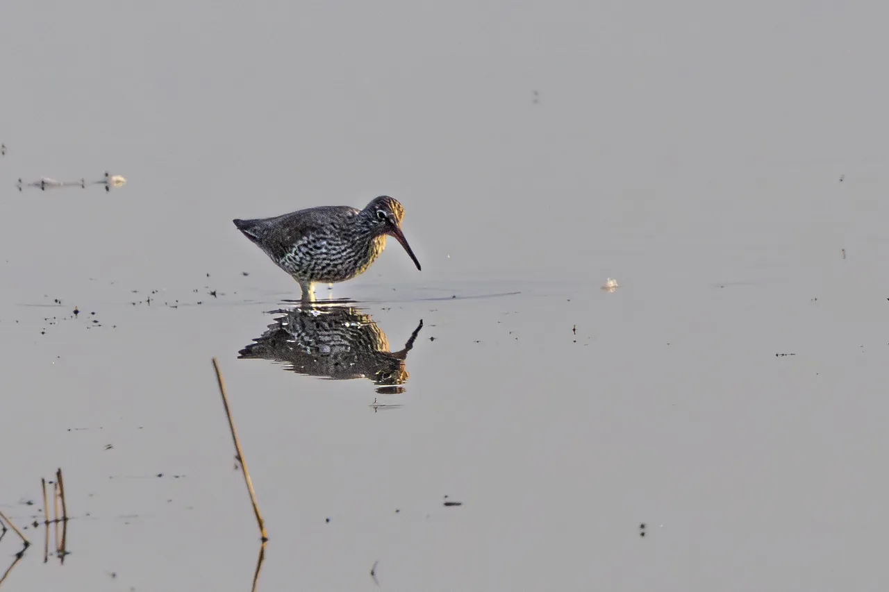 Les Oiseaux rencontr&eacute;s - Photo n°93