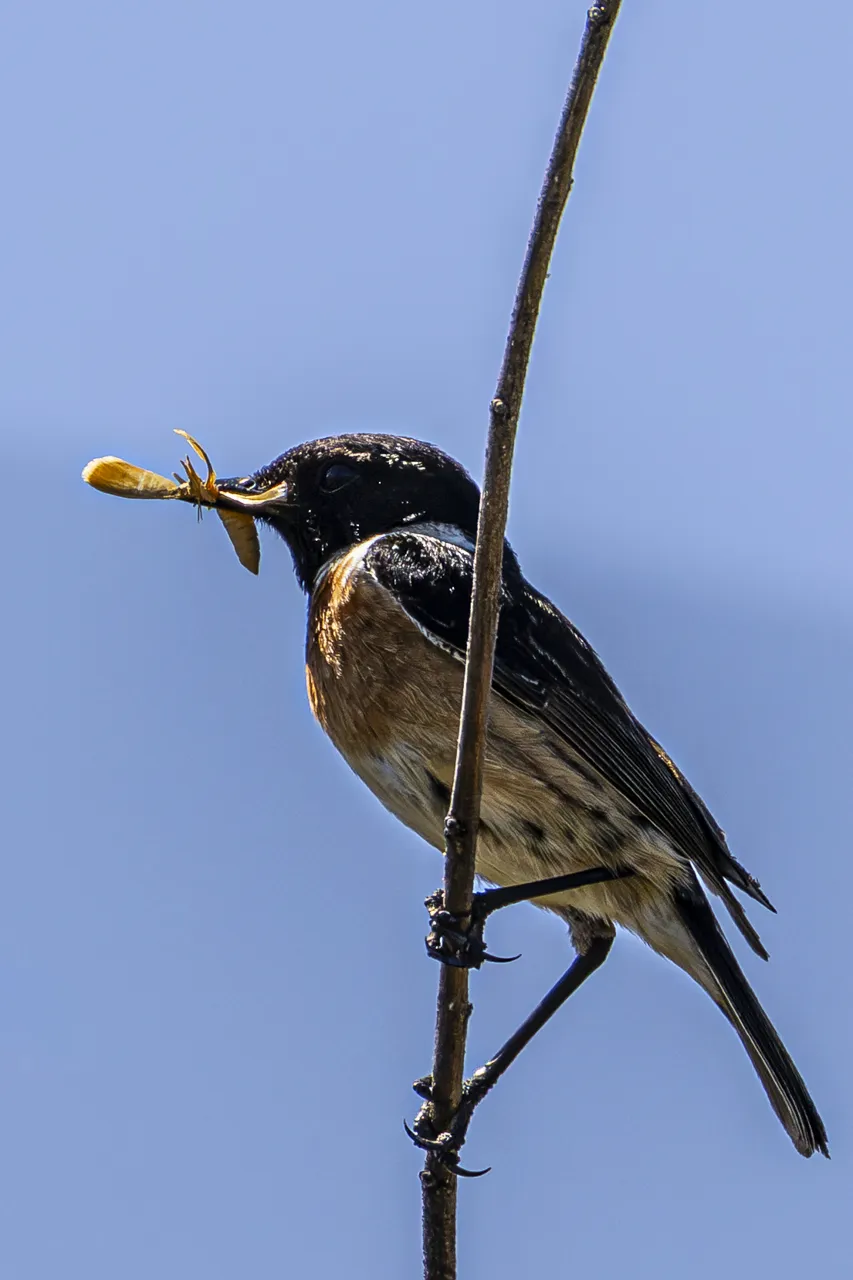 Les Oiseaux rencontr&eacute;s - Photo n°95