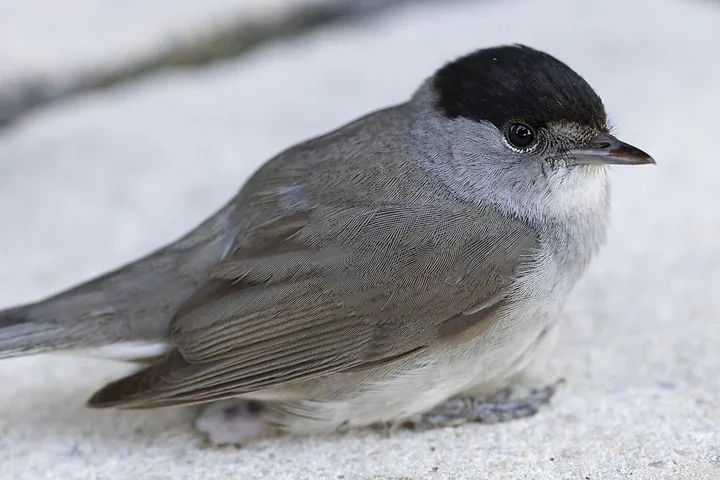 Les Oiseaux rencontr&eacute;s - Photo n°1