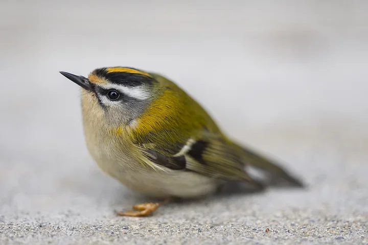 Les Oiseaux rencontr&eacute;s - Photo n°2