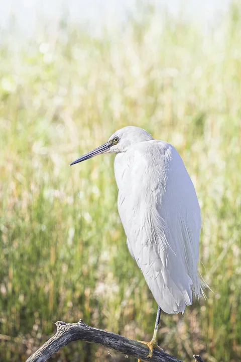Les Oiseaux rencontr&eacute;s - Photo n°3