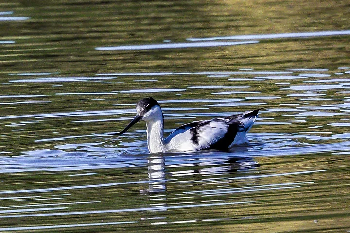 Les Oiseaux rencontr&eacute;s - Photo n°4