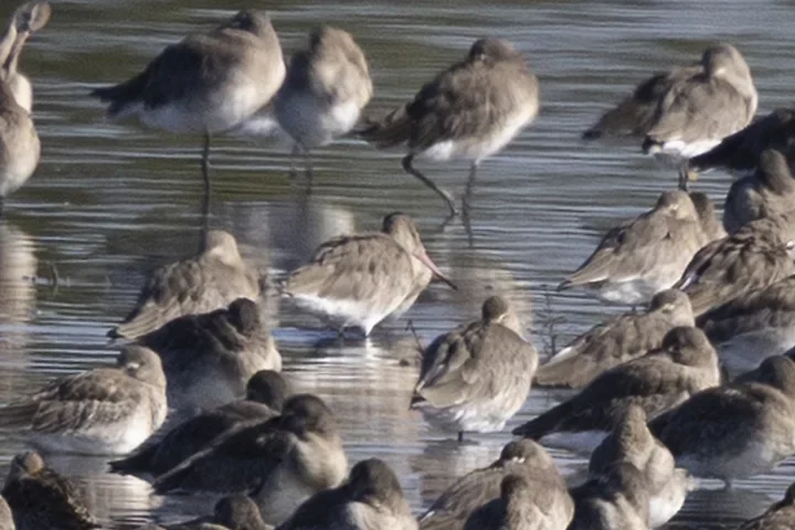 Les Oiseaux rencontr&eacute;s - Photo n°5
