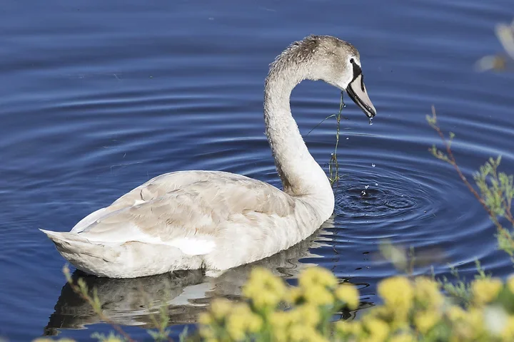 Les Oiseaux rencontr&eacute;s - Photo n°6