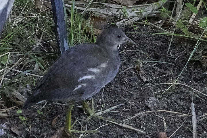 Les Oiseaux rencontr&eacute;s - Photo n°8