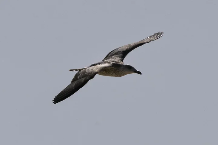Les Oiseaux rencontr&eacute;s - Photo n°9