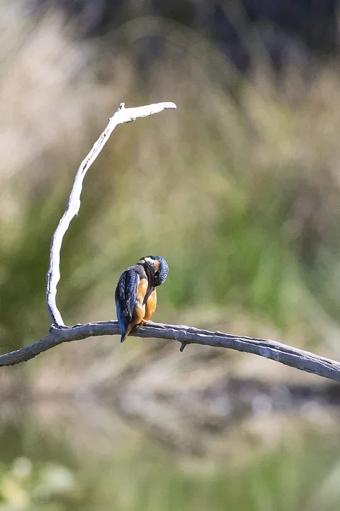 Les Oiseaux rencontr&eacute;s - Photo n°10