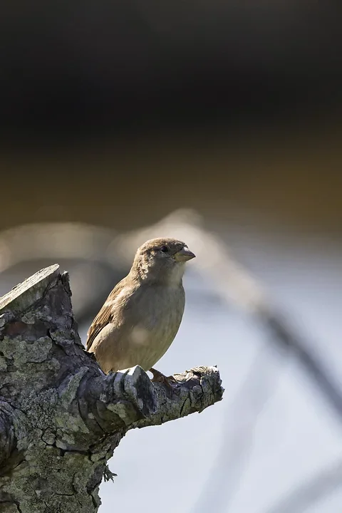 Les Oiseaux rencontr&eacute;s - Photo n°11