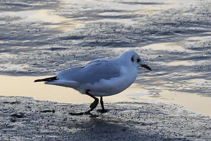 Les Oiseaux rencontr&eacute;s - Photo n°12