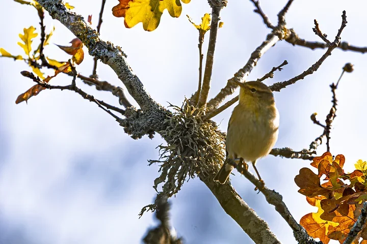 Les Oiseaux rencontr&eacute;s - Photo n°13