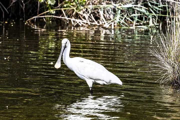 Les Oiseaux rencontr&eacute;s - Photo n°14