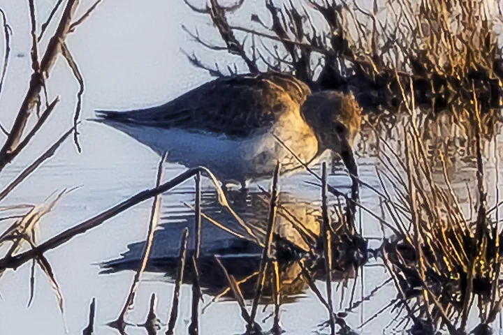 Les Oiseaux rencontr&eacute;s - Photo n°15