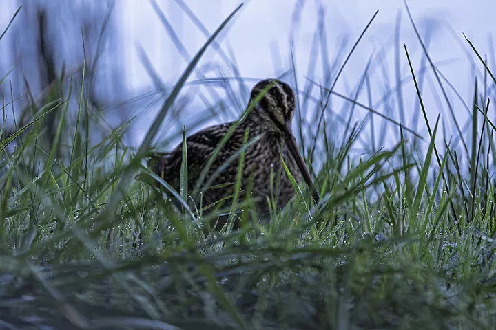 Les Oiseaux rencontr&eacute;s - Photo n°16