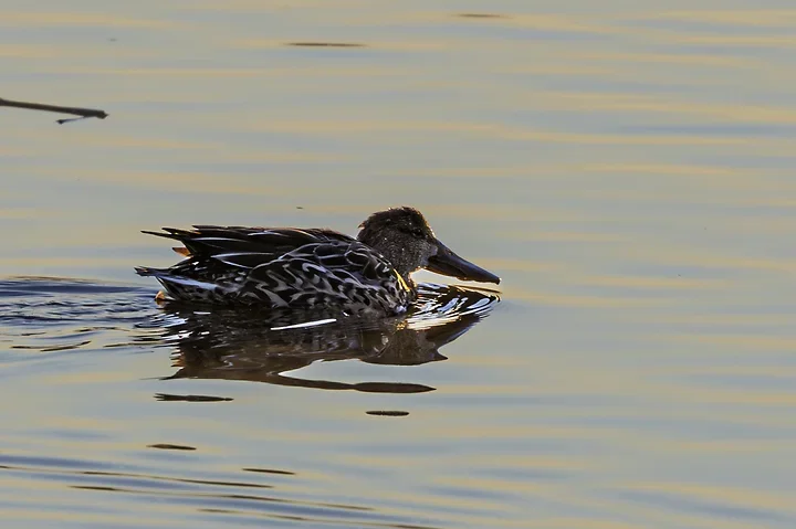 Les Oiseaux rencontr&eacute;s - Photo n°17