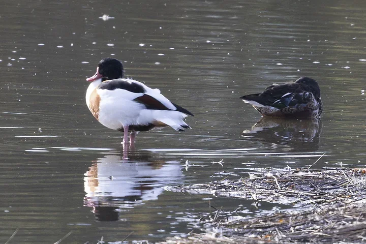 Les Oiseaux rencontr&eacute;s - Photo n°18