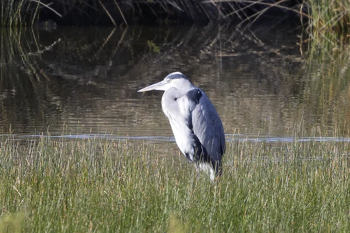 Les Oiseaux rencontr&eacute;s - Photo n°21