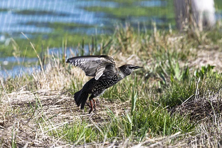Les Oiseaux rencontr&eacute;s - Photo n°22