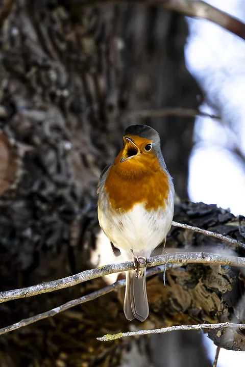 Les Oiseaux rencontr&eacute;s - Photo n°23