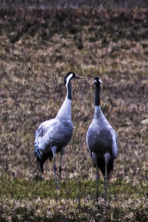 Les Oiseaux rencontr&eacute;s - Photo n°24