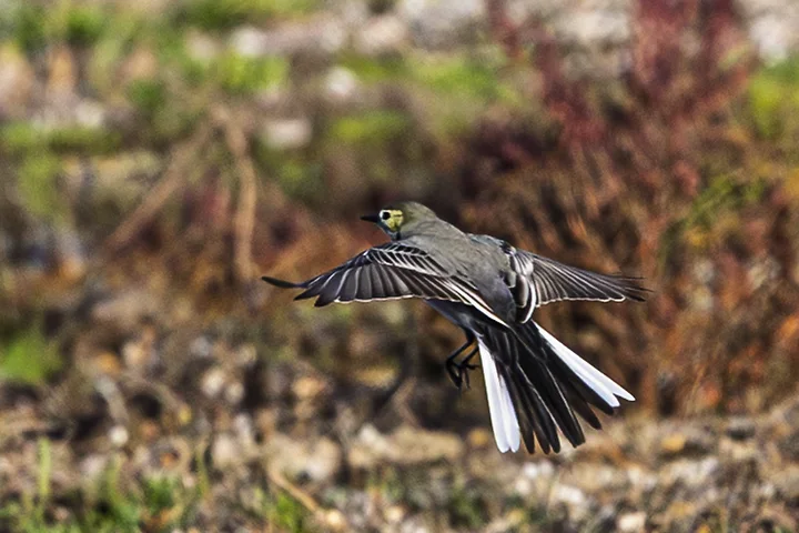 Les Oiseaux rencontr&eacute;s - Photo n°25