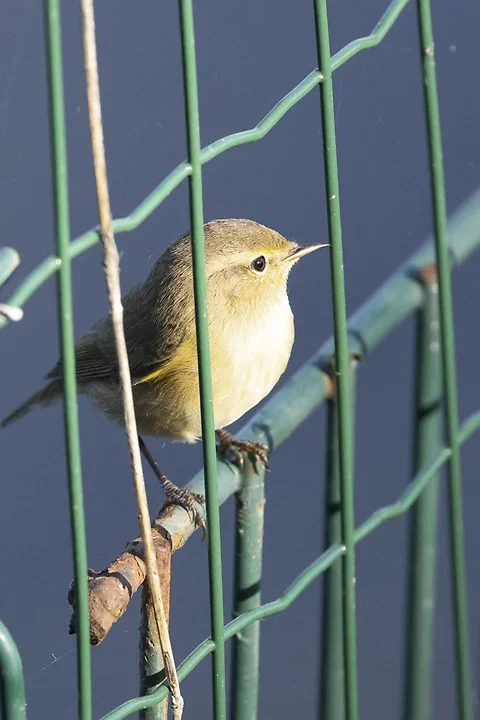 Les Oiseaux rencontr&eacute;s - Photo n°26