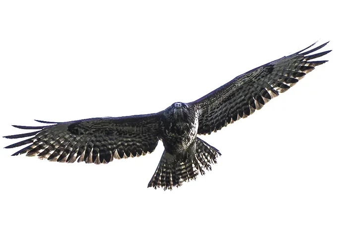 Les Oiseaux rencontr&eacute;s - Photo n°27
