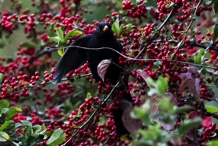 Les Oiseaux rencontr&eacute;s - Photo n°28
