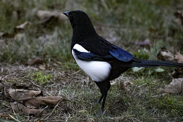 Les Oiseaux rencontr&eacute;s - Photo n°30