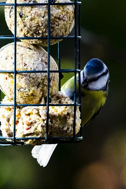 Les Oiseaux rencontr&eacute;s - Photo n°31