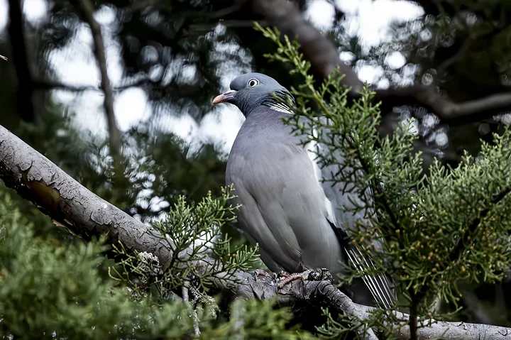Les Oiseaux rencontr&eacute;s - Photo n°32