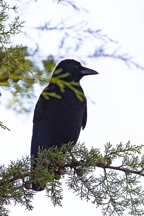 Les Oiseaux rencontr&eacute;s - Photo n°33