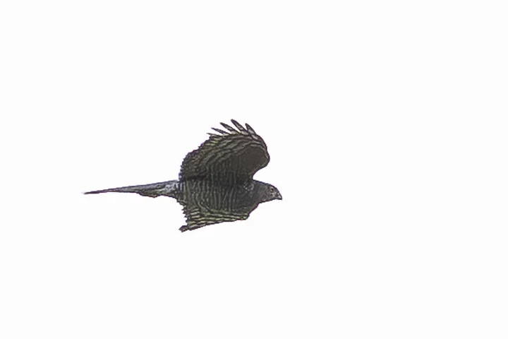 Les Oiseaux rencontr&eacute;s - Photo n°34